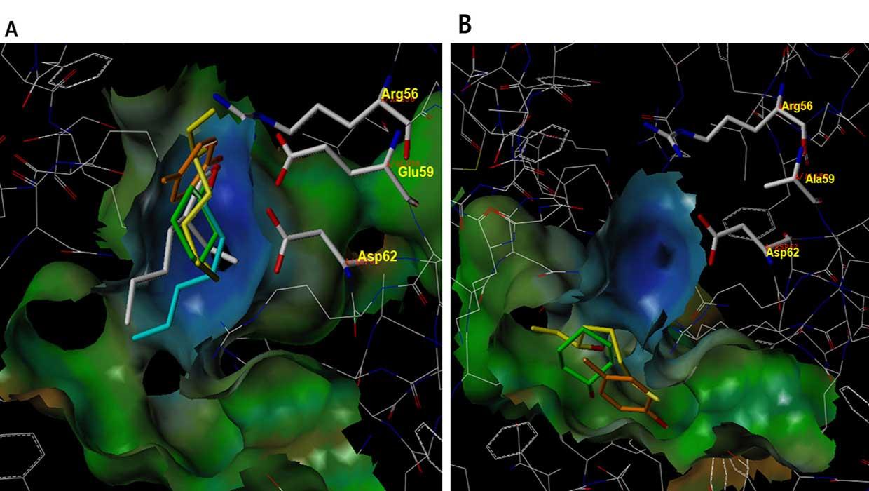 Figure 1. Activation inhibition of 1-octen-3-ol in E59A model among the mutations in olfactory receptor number 8 of forest mosquitoes (right)