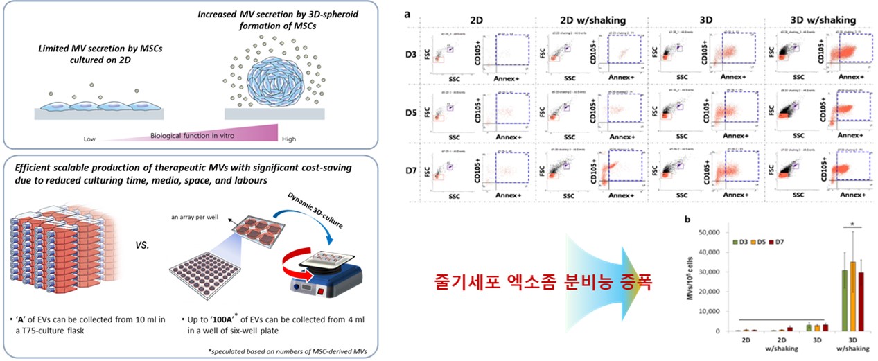 균일한 크기의 3차원 줄기세포 스페로이드대량 배양 기술을 통한 엑소좀치료제 수득 효율 증폭 연구