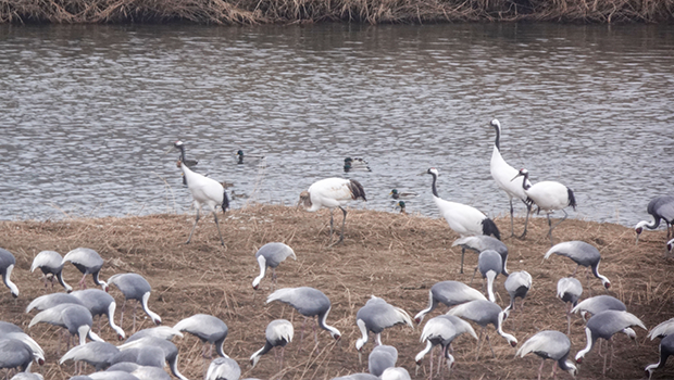 &lsquo;2025두루미평화학교 두루미 모습