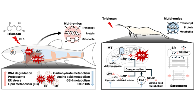 (왼쪽부터) 트리클로산 노출에 따른 피라미 간 독성 영향 및 새뱅이 근육에서의 독성 영향