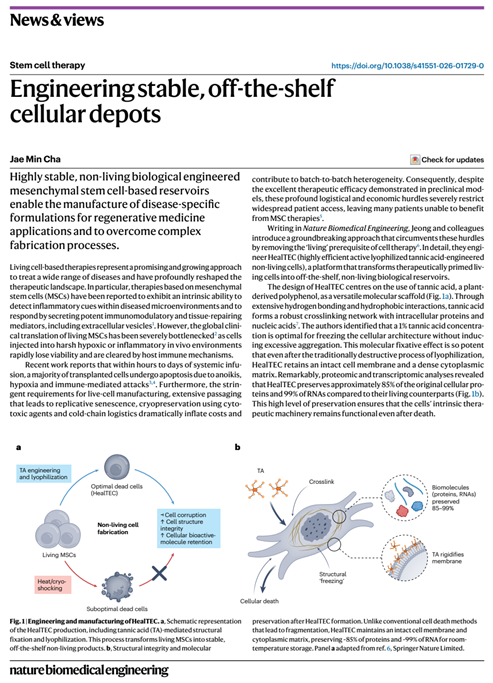 Engineering stable, off-the-shelf cellular depots