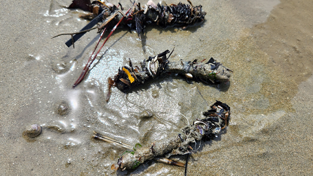 플라스틱이 포집된 털보집갯지렁이의 관 구조물 모습