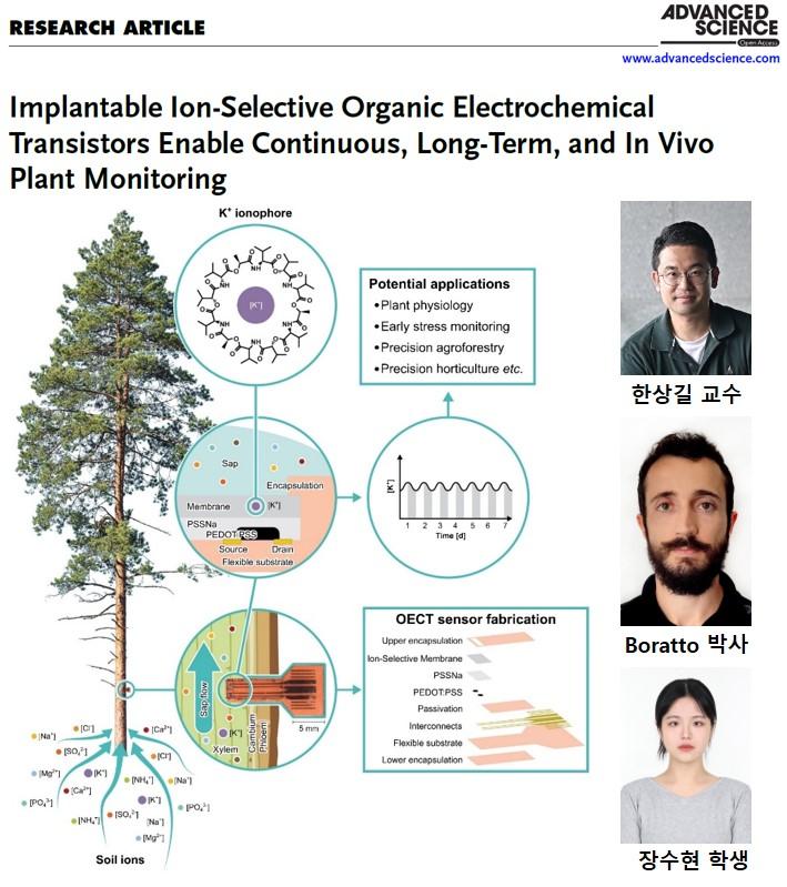“식물의 건강을 눈으로 보기 전, 데이터로 먼저 본다” 실시간 식물 건강 모니터링 위한 줄기 삽입형 이온 센서 개발 – 영국 케임브리지대·뉴질랜드 산림연구소 공동 연구, Advanced Science (IF: 14.1) 게재 – 대표이미지