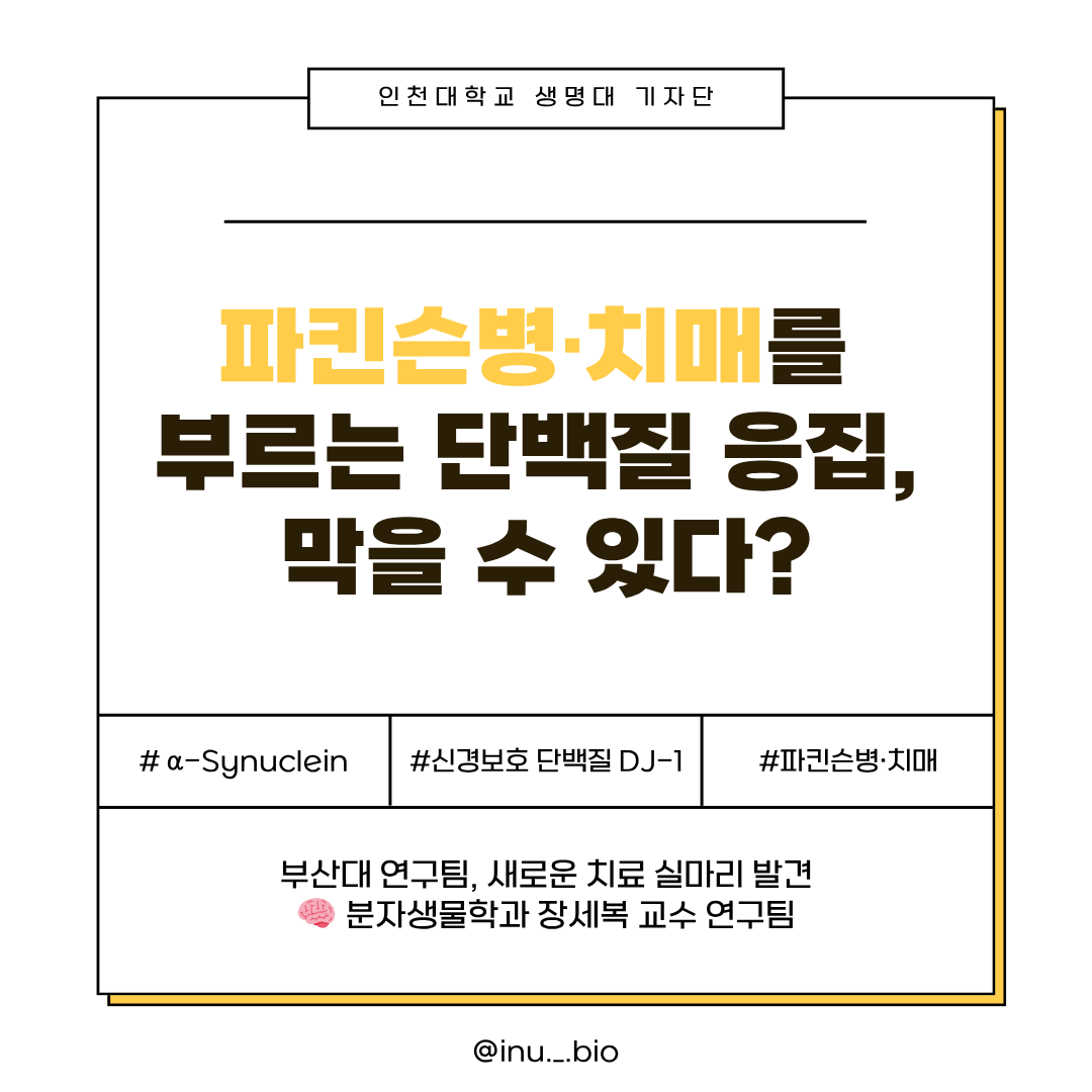 퇴행성 뇌질환을 유발하는 단백질 응집 메커니즘, 루이소체 대표이미지