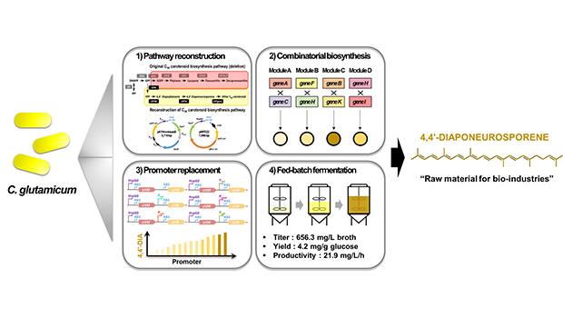 Incheon National University Professor Seo Myung-ji’s Research Team Achieves World-Class Production of 656.3 mg/L of 4,4′-Diaponeurosporene, a Rare Natural C30 Carotenoid Antioxidant, through Precision Microbial Design and Fermentation 대표이미지